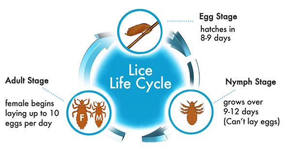 how to calculate how long you have had lice